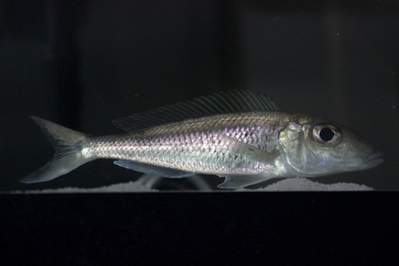 Grammatotria lemairii 'Katete'